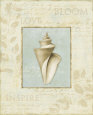 Soothing Words Shells III Art Print by Lisa Audit