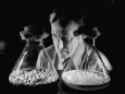 Scientist Examining Sample Mold Strains Fotografiskt tryck på högkvalitetspapper
