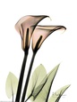 Crystal Flowers, Lily Pair Art Print by Albert Koetsier