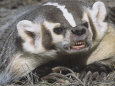 Badgers (Color Photography) Posters