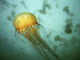 Jellyfish (Color Photography) Posters