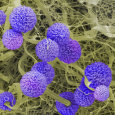 Mold Posters