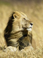 Photographies de lions Posters