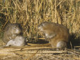 Muskrats Posters