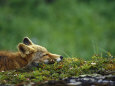 Photographies couleur de renards Posters
