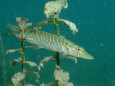 Pike Fish Posters
