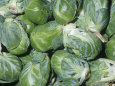 Brussels Sprouts on Stalks Brassica Oleracea Gemmifera Developed in Brussels, Belgium