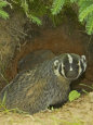 Badgers (Color Photography) Posters
