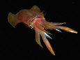 Squid Color Photography Posters