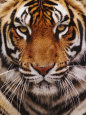 Adam Jones Posters