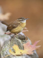 Wrens Posters