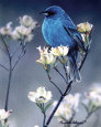 Indigo With Dogwood Blossoms Kunsttryk af Russ Cobane