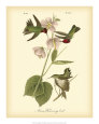 Anna Hummingbird Art Print by John James Audubon