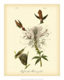 Ruff-neck Hummingbird Art Print by John James Audubon