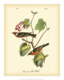Bay Breasted Wood-Warbler Art Print by John James Audubon