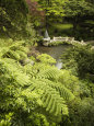 Tree Ferns and Duck Pond, Wellington Botanic Garden, Wellington, North Island, New Zealand, Pacific