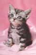 Kitten