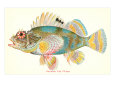 Hawaiian Fish, Pilikoa Premium Poster