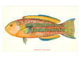 Hawaiian Fish, Awela Premium Poster