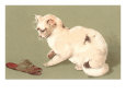 Cat with Old Slipper