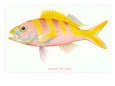 Hawaiian Fish, Ulaula Premium Poster