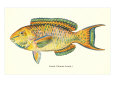 Hawaiian Fish, Lauia Premium Poster