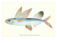 Hawaiian Fish, Malolo Puhiki'i Premium Poster