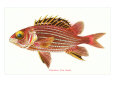 Hawaiian Fish, Alaihi Premium Poster