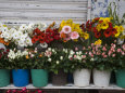 Flower Market, Port Louis, Mauritius