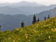 Wildflowers in the Tatoosh Wilderness, Washington Cascade Range, USA Lámina fotográfica por Janis Miglavs