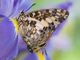 Savannah Charaxes Butterfly on Iris Flower Photographic Print by Darrell Gulin