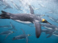 Paul Souders Posters