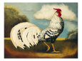 Coqs Affiches