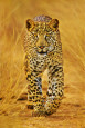 Tiere (Fotografien) Poster
