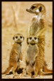 Meerkats Posters