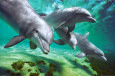 Dolphins Poster