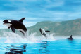 Ballenas Pósteres
