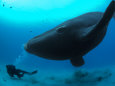 Diver Has a Close Encounter Wih a Southern Right Whale Fotografie-Druck von Brian J. Skerry