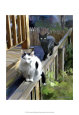 Cats Fencing