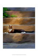 Trouble Cat