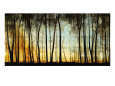 Forêts (art décoratif) Affiches