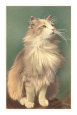 Fluffy Cat