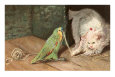 Cat Playing with Parrot