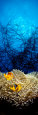 Fotografías en color de anémonas marinas Posters