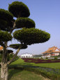 Topiaries (Color Photography) Posters