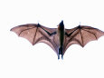 Bats (Photography) Posters