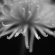 Close-Up of Flower Petals in Black and White Lámina fotográfica por Images Monsoon