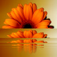 Abstract Floral (Color Photography) Posters