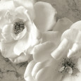 Sondra Wampler Affiches