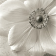 Floral Close-Up (B&W Photography) Posters